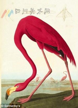 《美国鸟类》拍出730万英镑 成为史上最贵图书