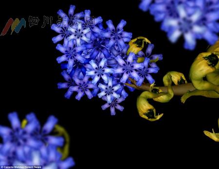 美艺术家惊艳画作 用裸体模特绘制各种花朵(图