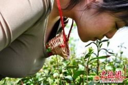 采茶女必须是C罩杯处女惹争议