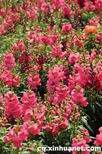 花雕艺术节200万朵鲜花等你来赏