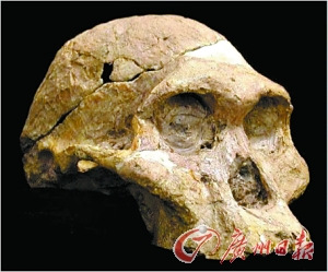 200万年前牙齿化石揭开人类生活奥秘