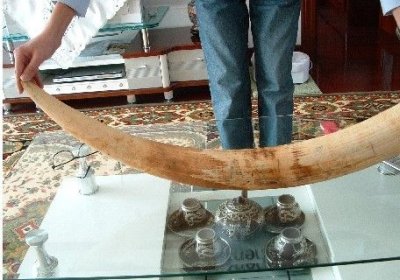 海关查获非法入境象牙艺术品