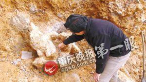 重庆万州区发掘出三具东方剑齿象化石