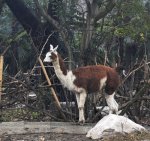 艺术家片山空在上海代表人类向动物道歉