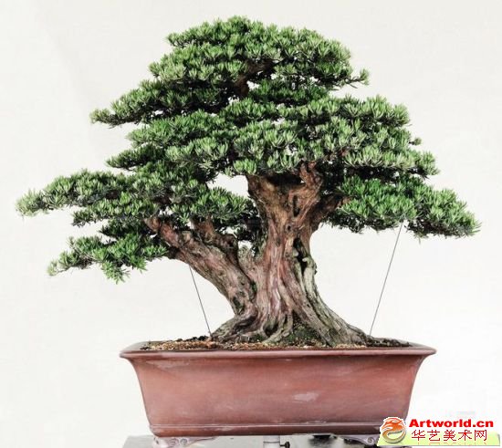 老翠（罗汉松）尺寸：高110×宽140cm 估价：RMB1,500,000-1,800,000 